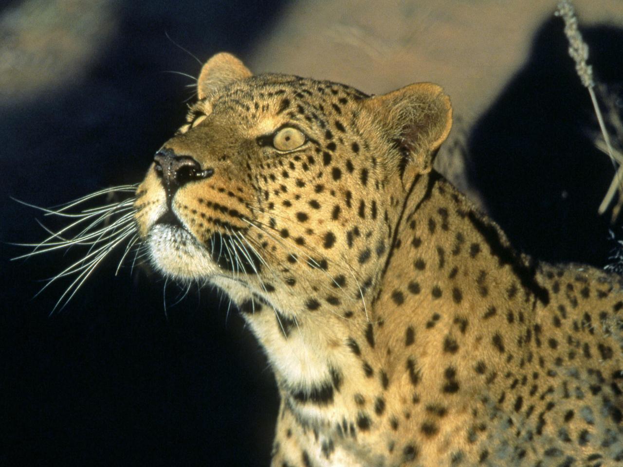 обои Leopard, Namibia, Africa фото