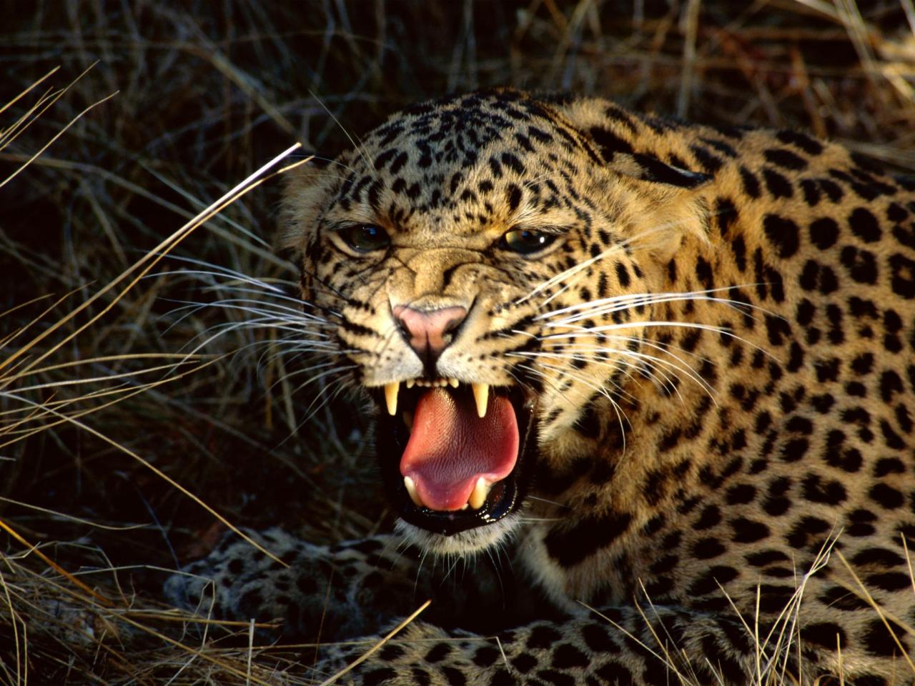 обои Snarl, Spotted Leopard фото