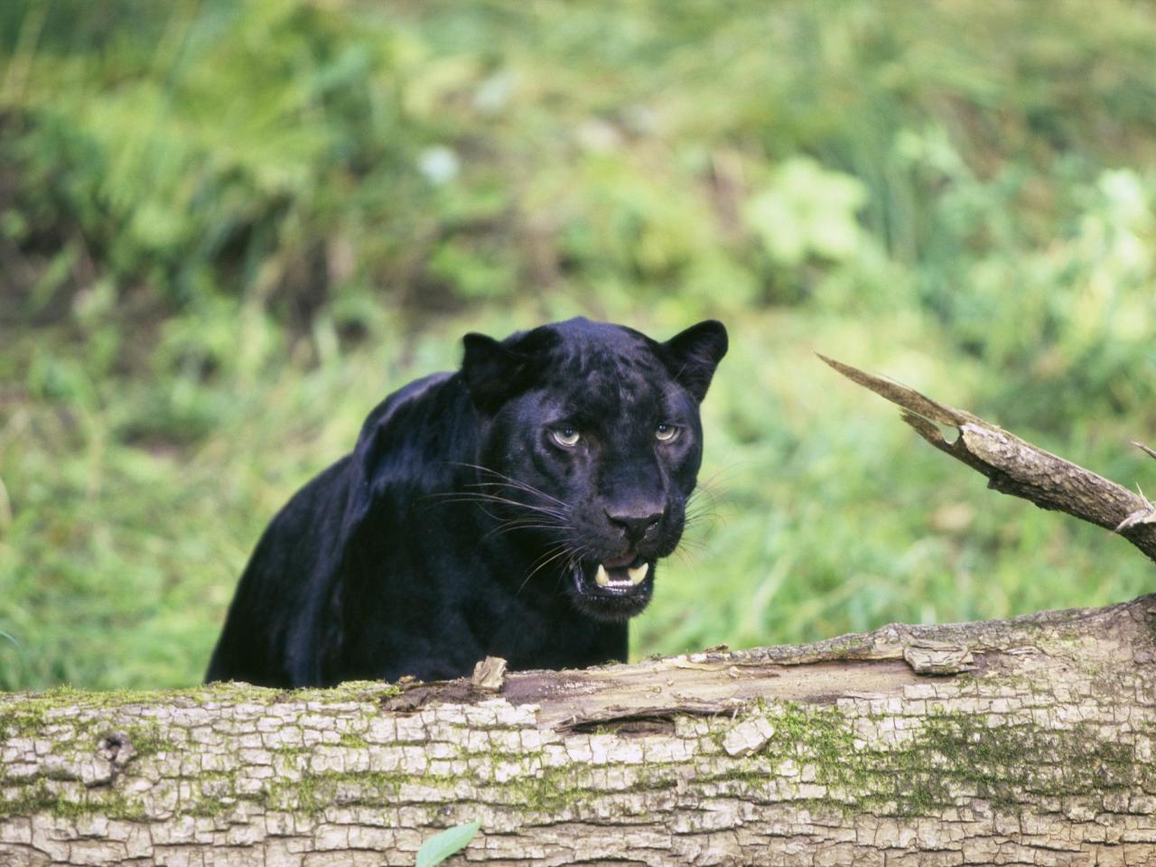 обои Snarling Black Leopard фото