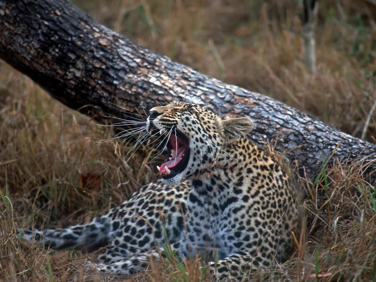 обои Young Leopard, Sabi Sand Wildtuin, South Africa фото