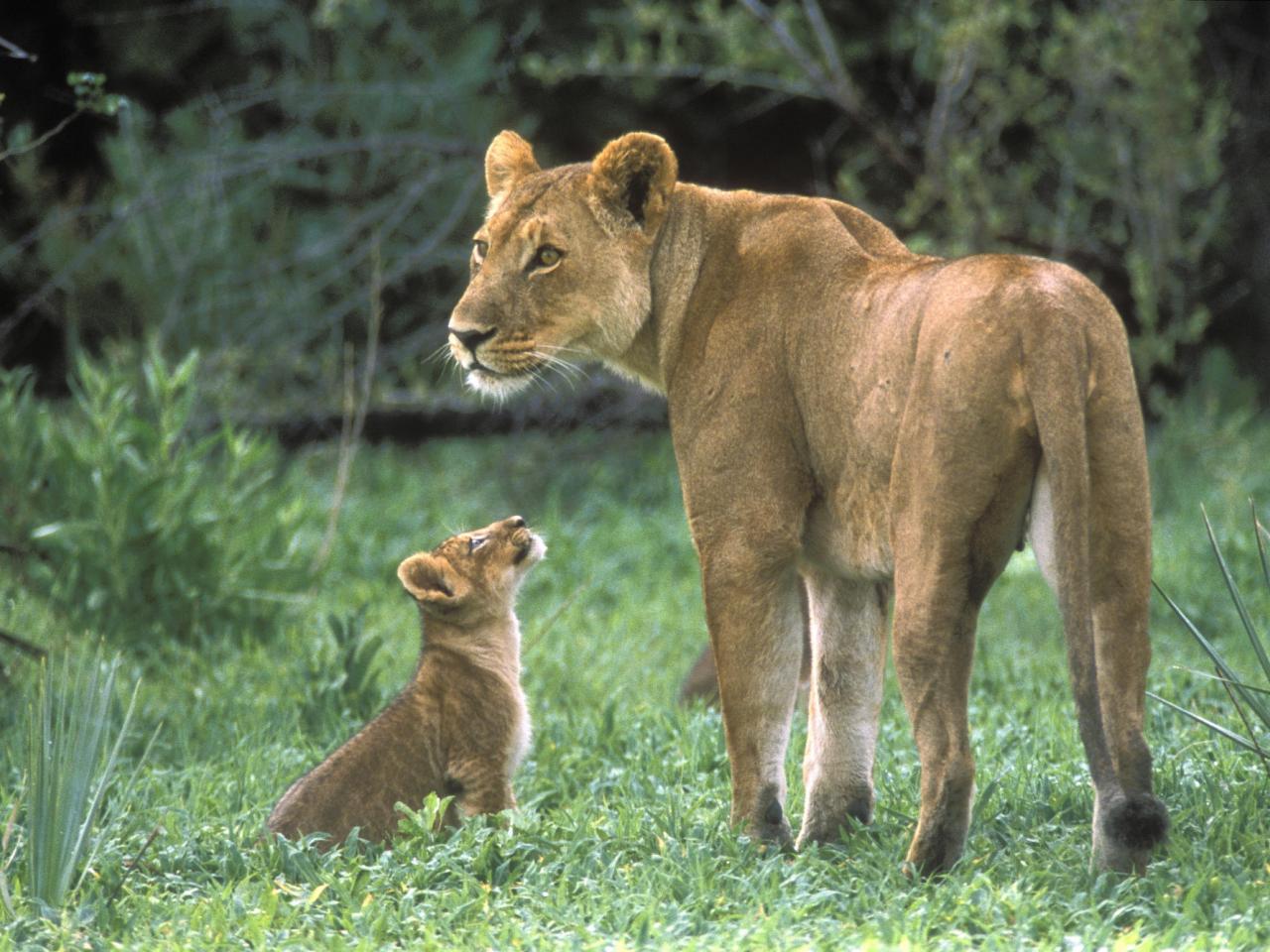 обои African Lion Mother with Cub фото