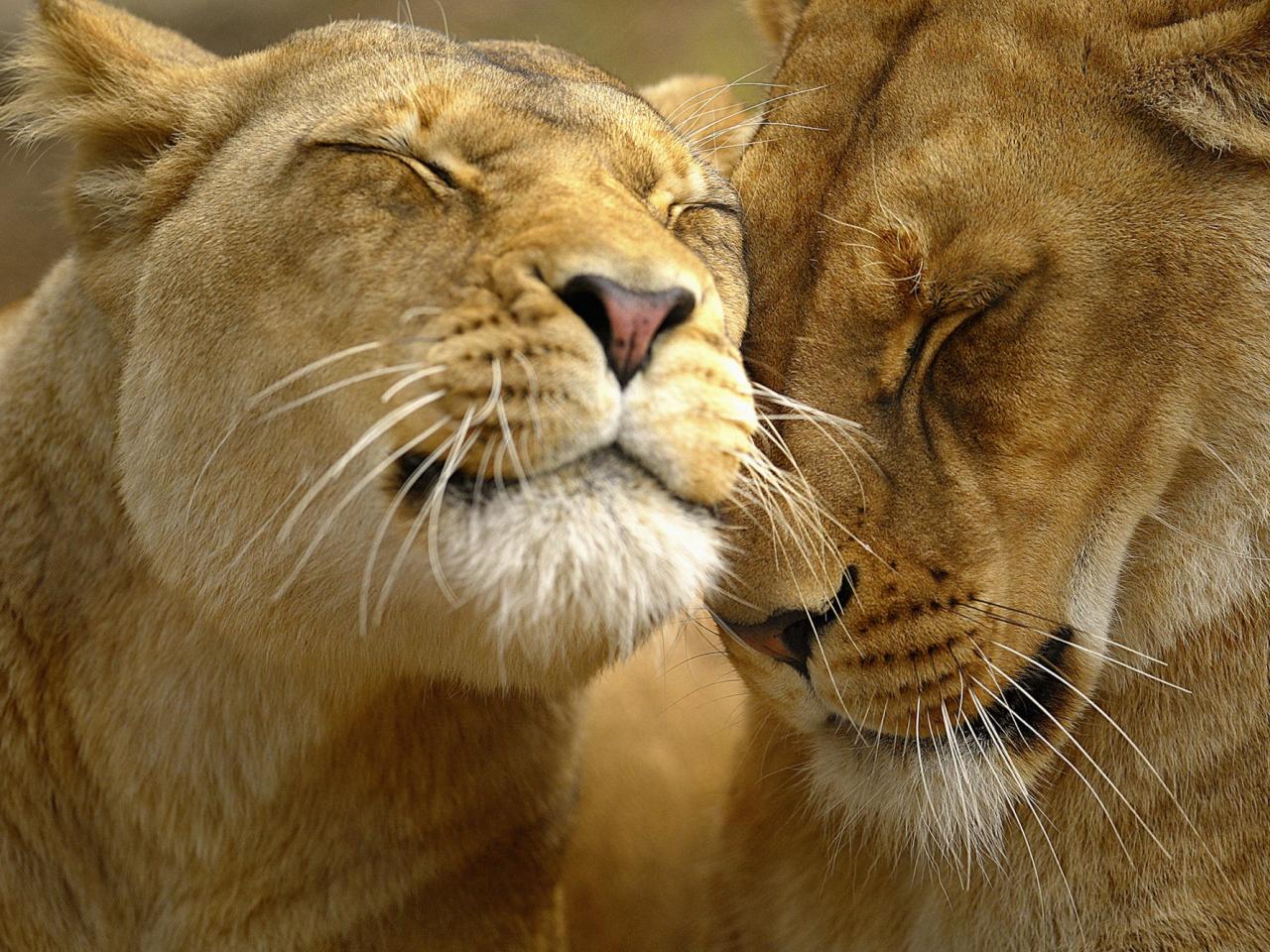 обои Loving Lions фото