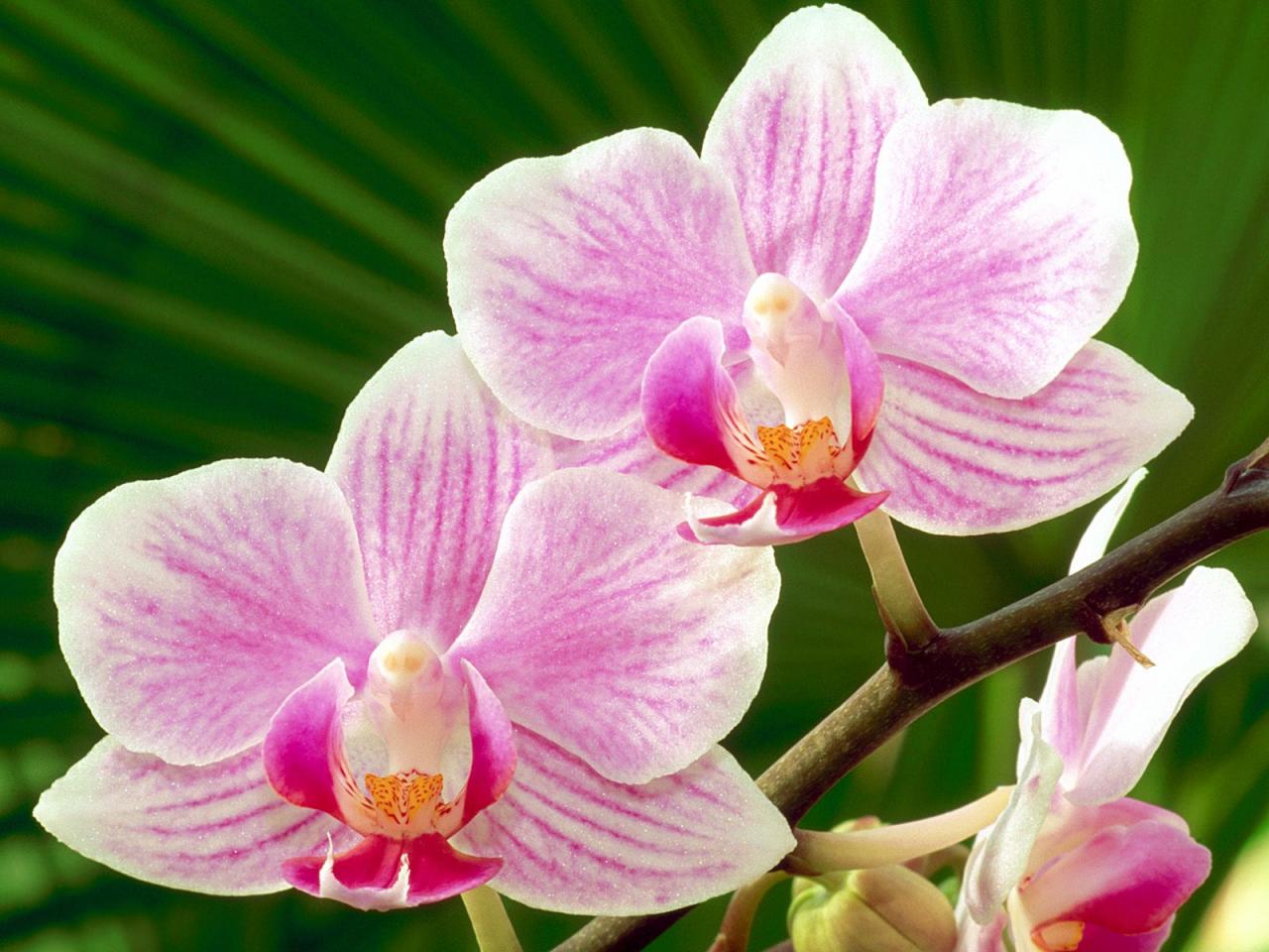 обои Moth Orchid фото