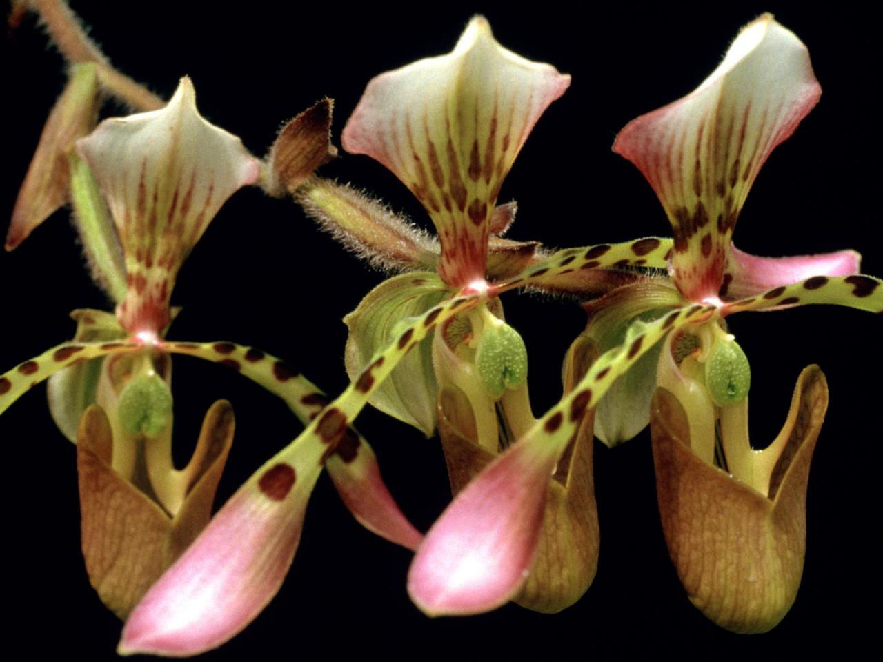 обои Paphiopedilum Orchid фото