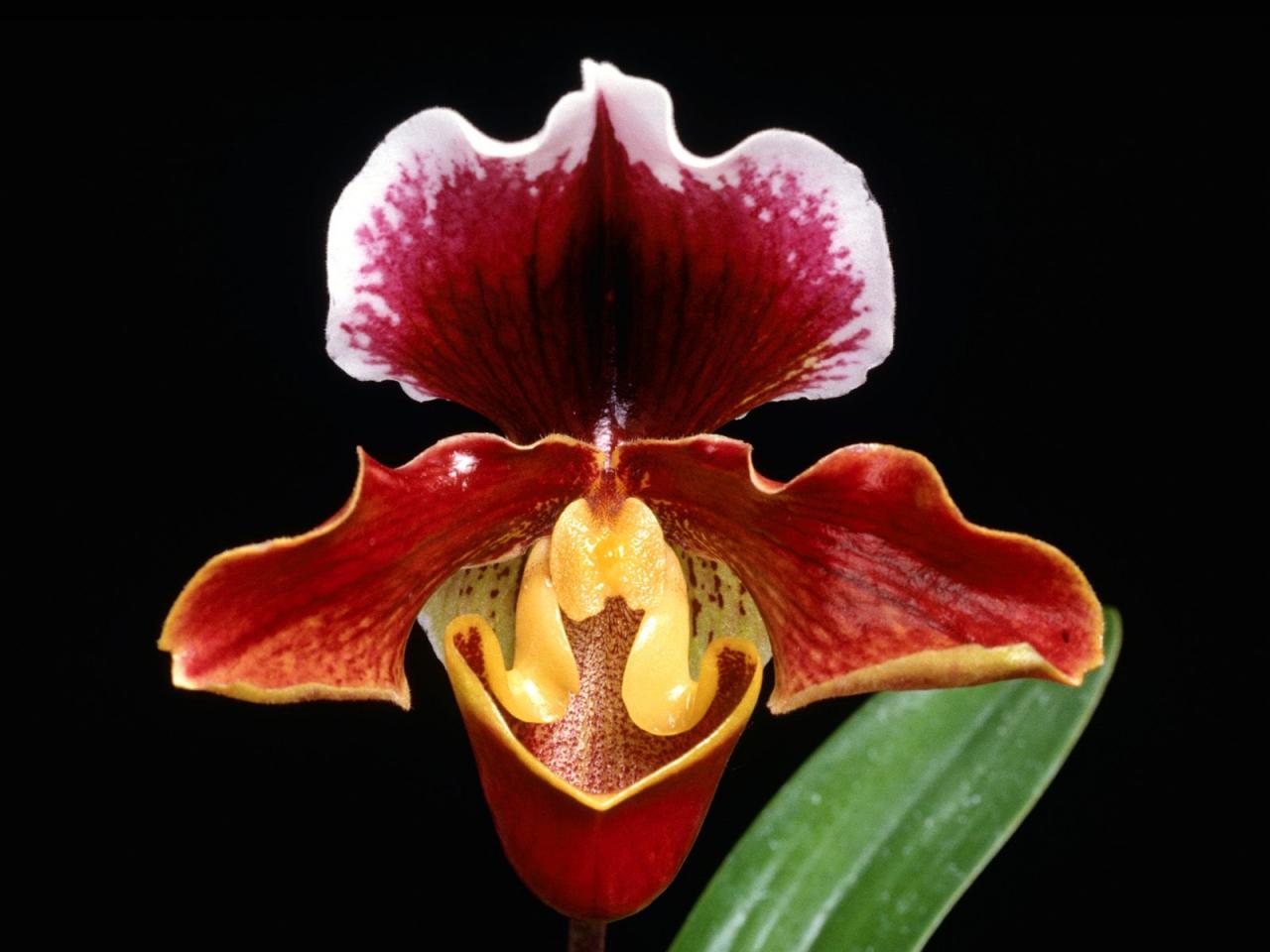 обои Paphiopedilum фото