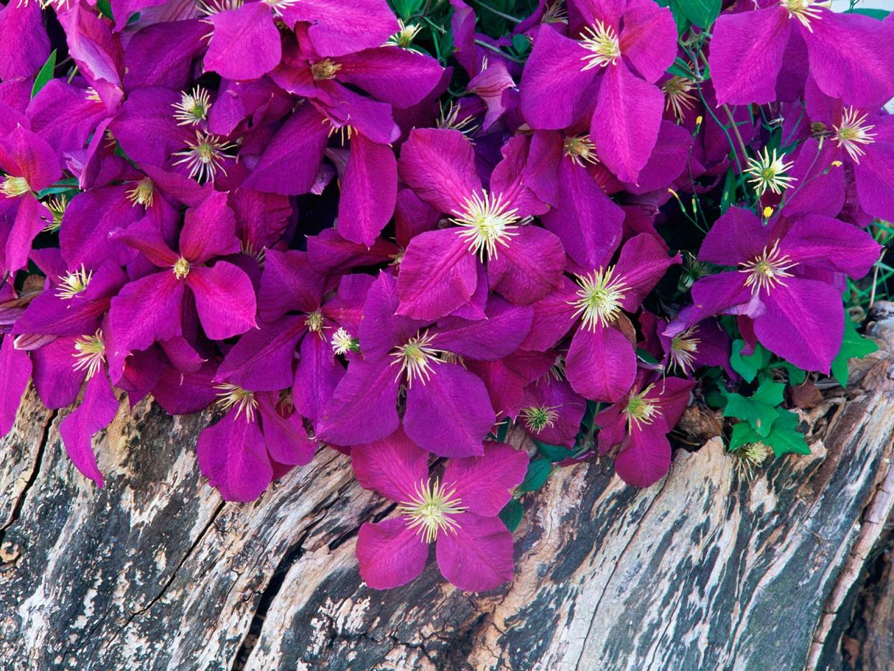 обои Purple Clematis фото