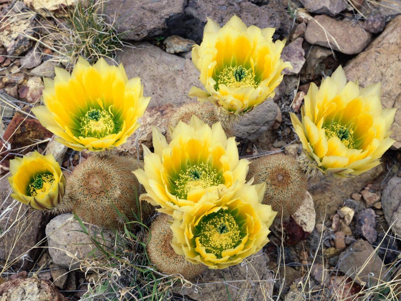 обои Rainbow Cacti фото