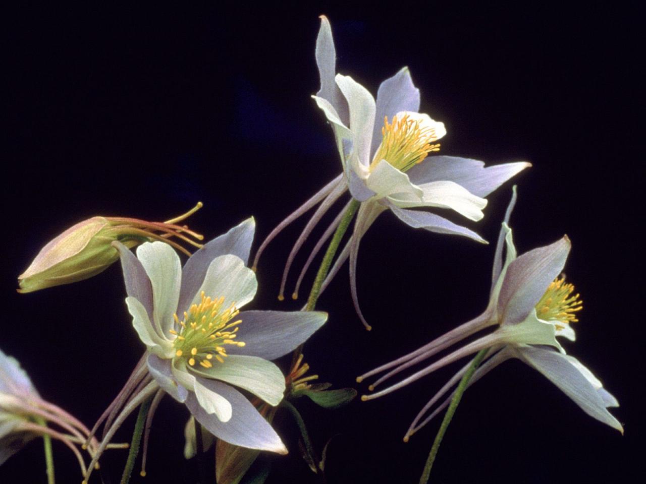 обои Rocky Mountain Columbines фото