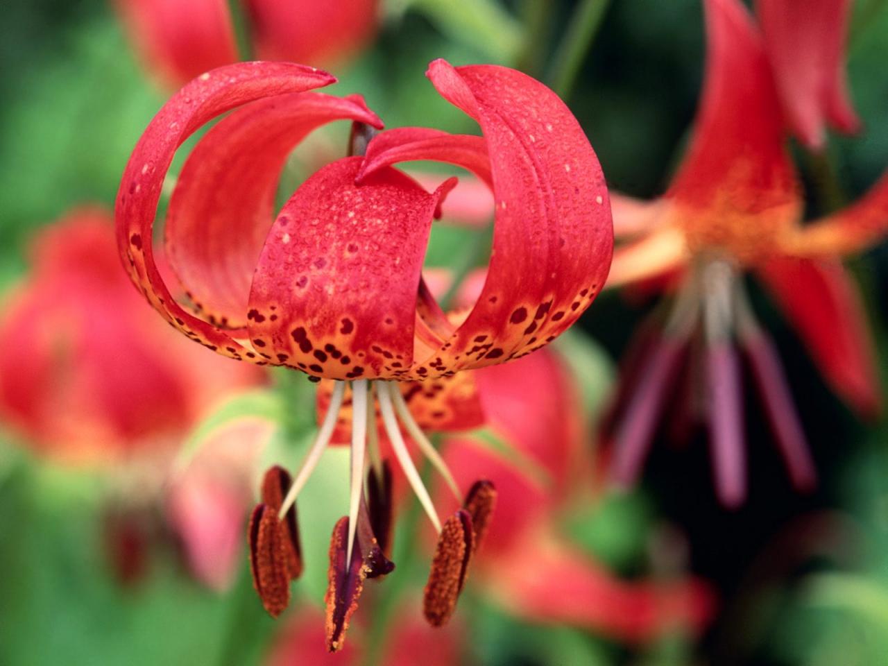 обои Tiger Lilies фото