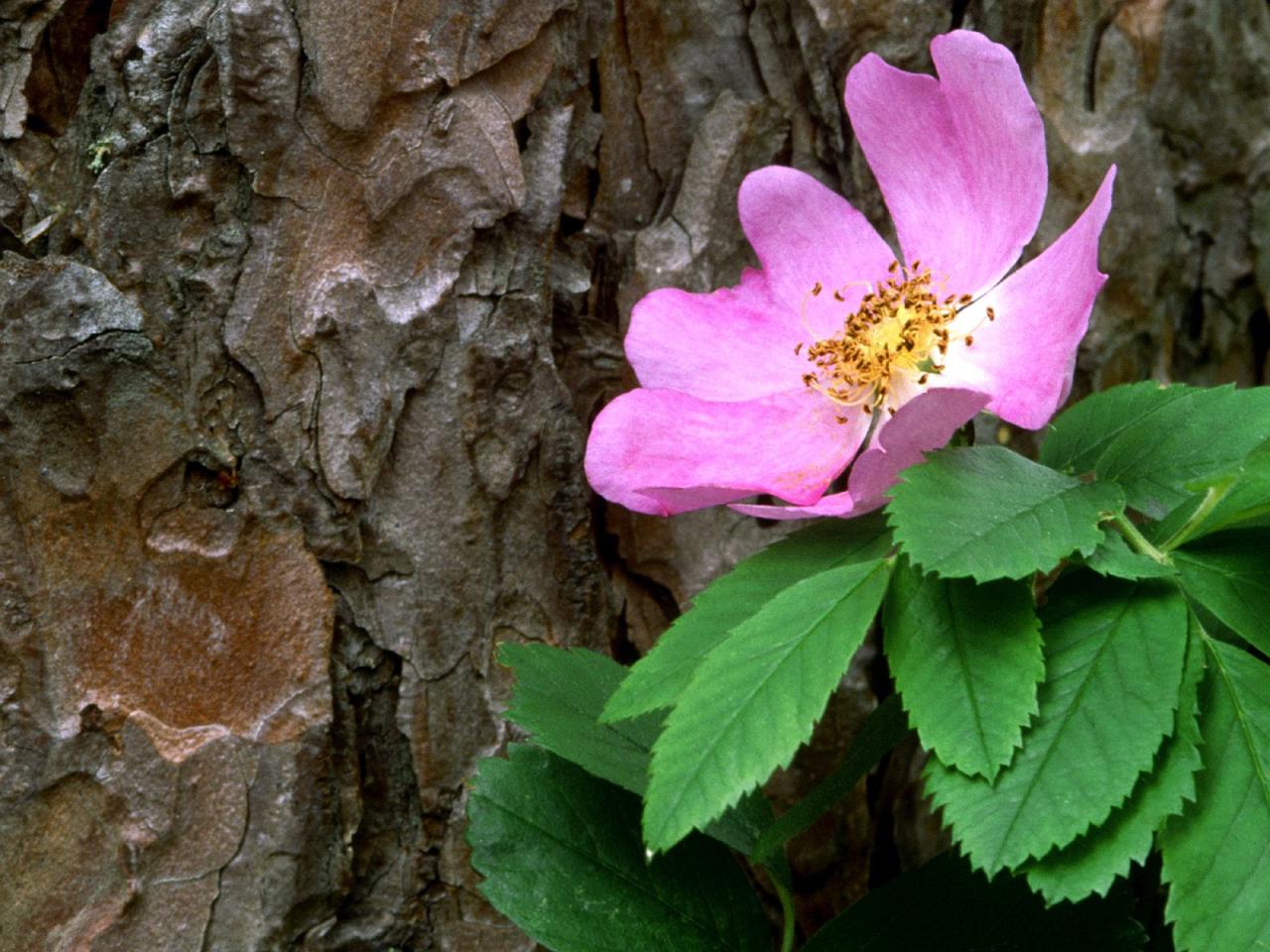 обои Wild Rose Against a Red Pine фото