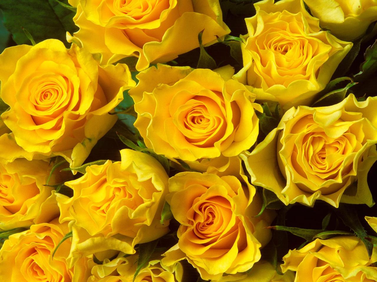 обои Yellow Roses фото