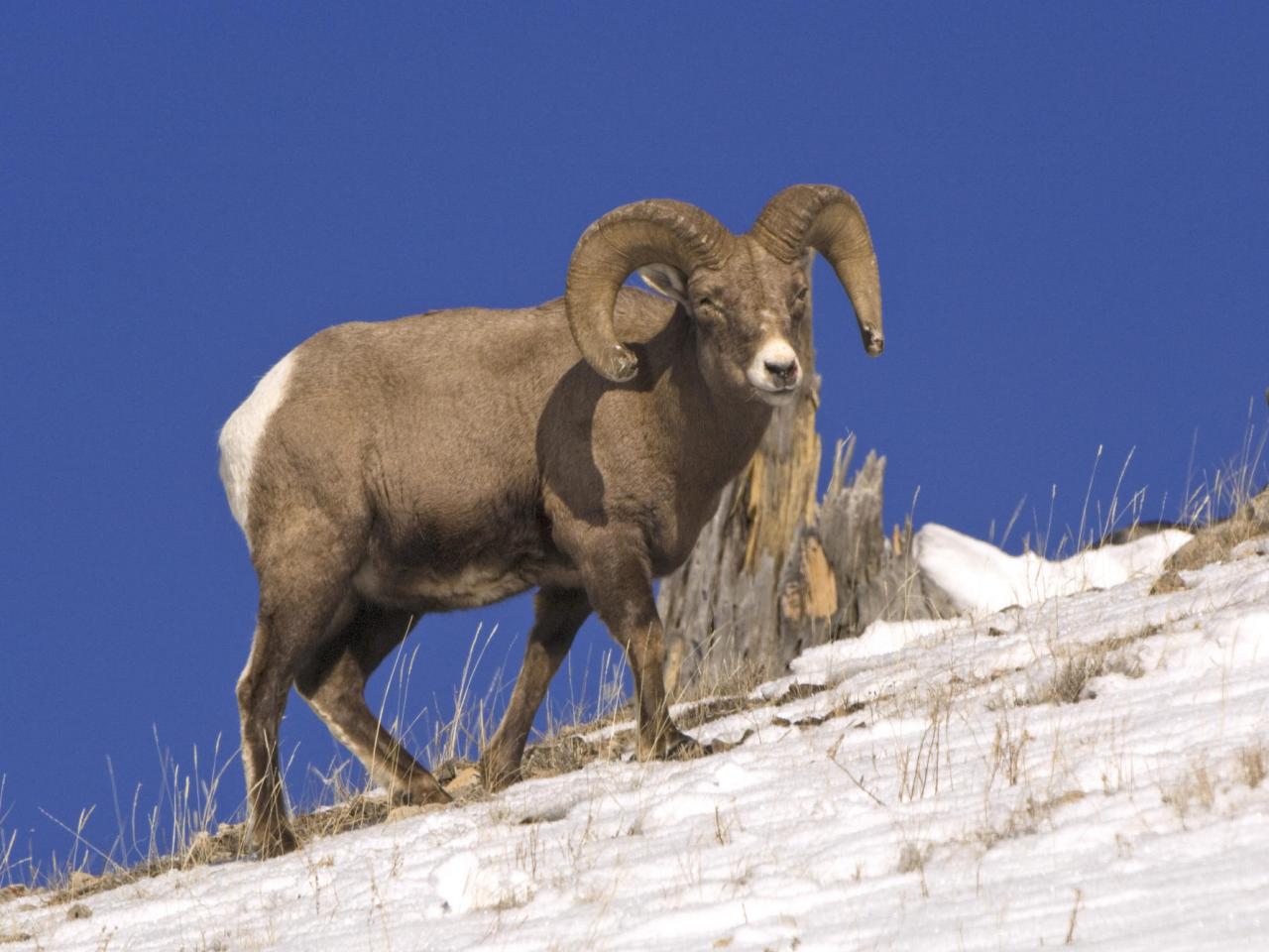 обои Bighorn Sheep, Yellowstone National Park, Wyoming фото