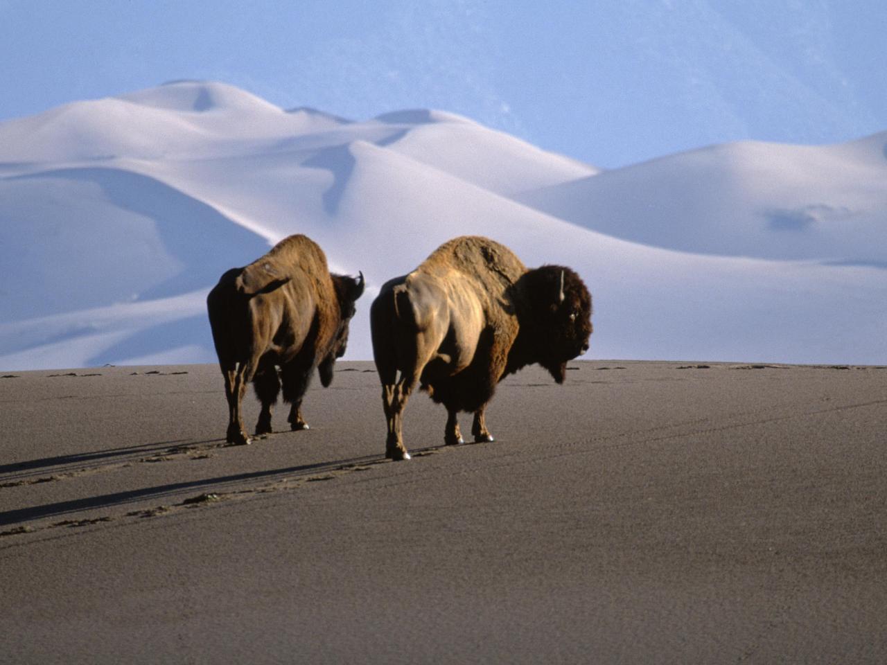 обои Bison, MedanoZapata Ranch, The Nature Conservatory Preserve фото