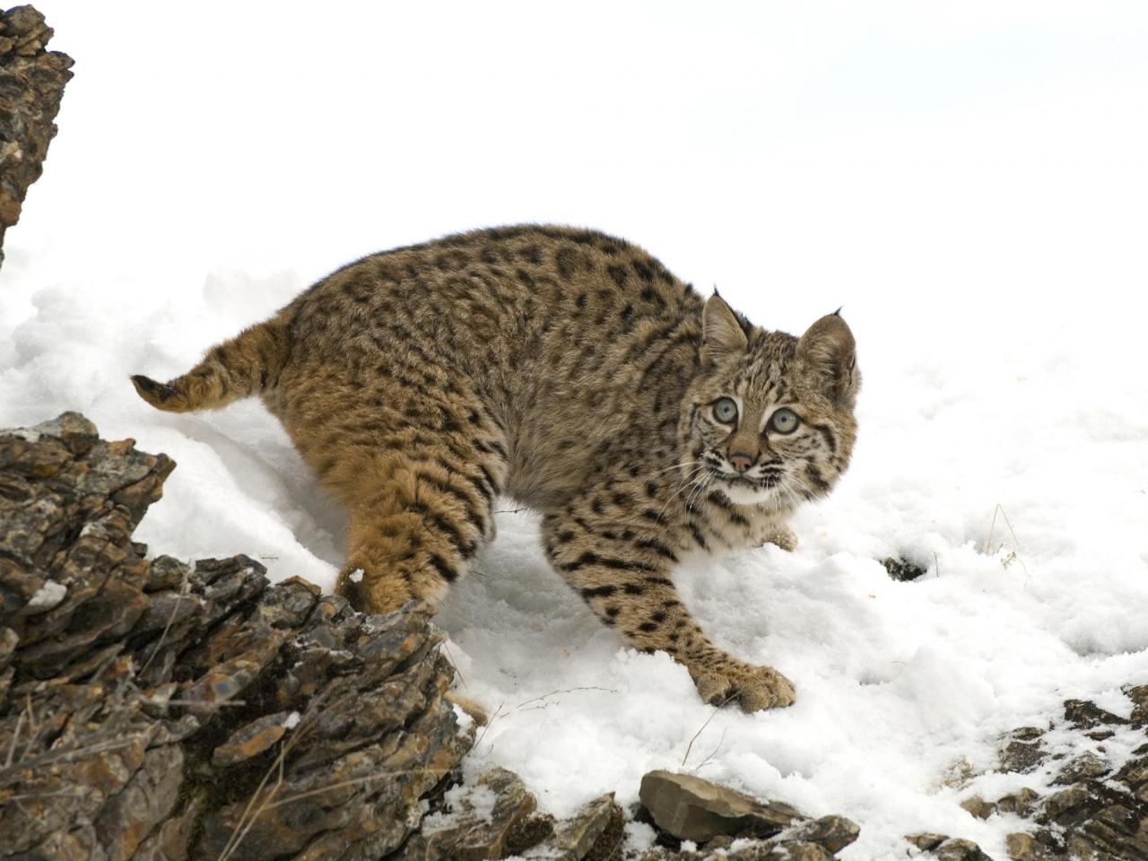 обои Bobcat in Winter фото