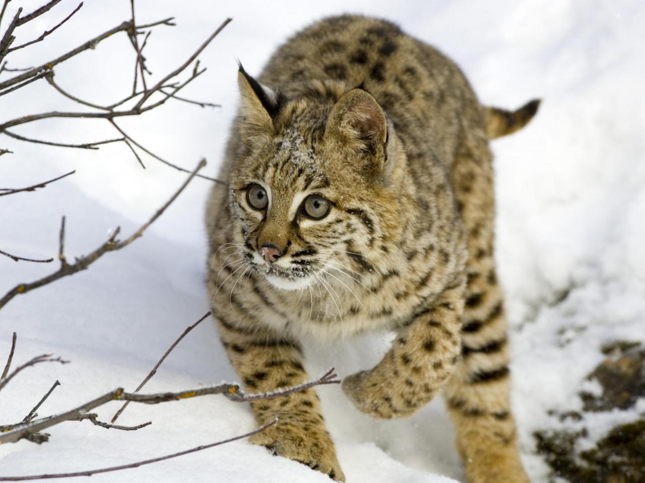 обои Bobcat фото