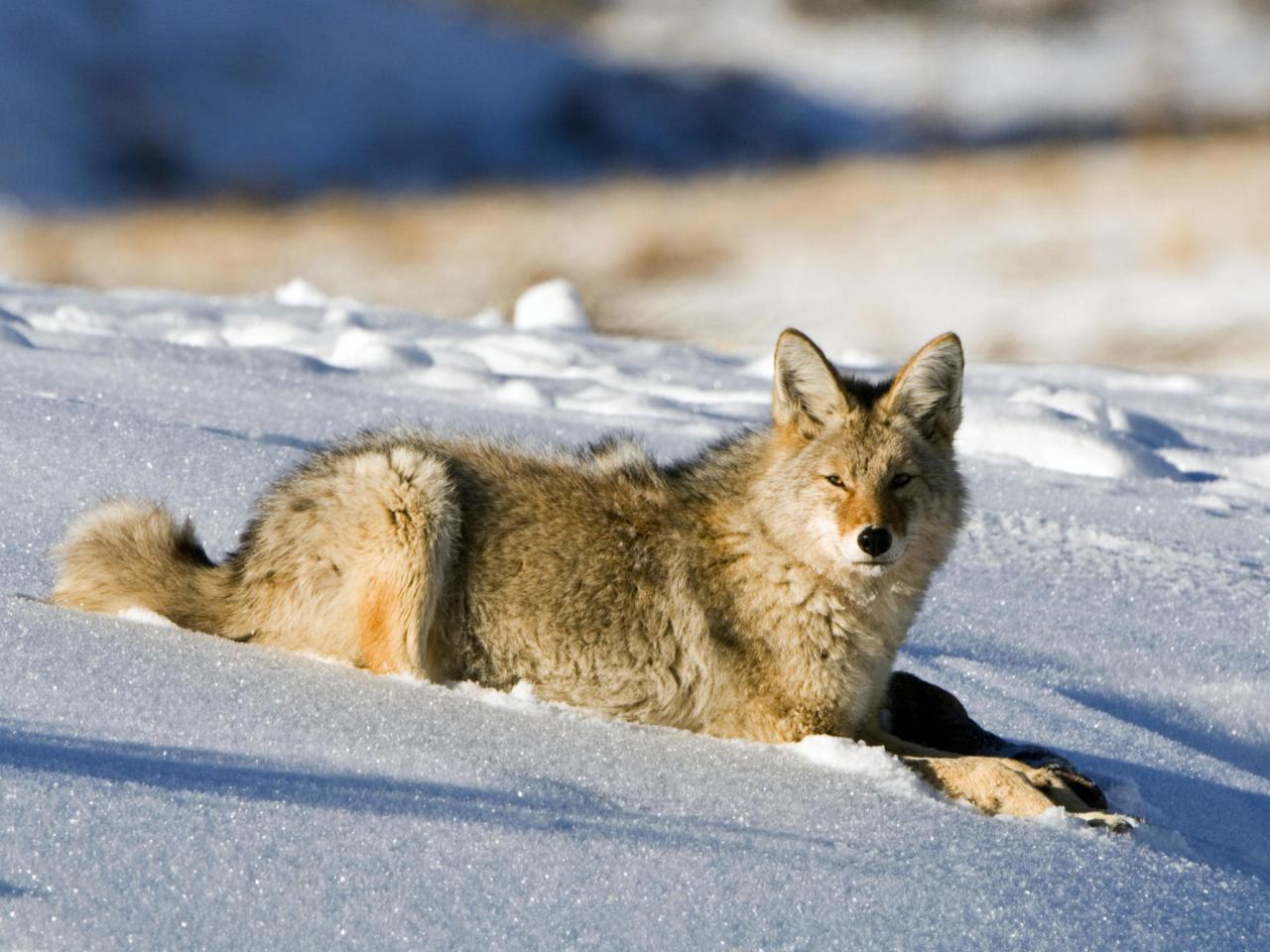 обои Coyote, Lamar Valley, Yellowstone National Park фото