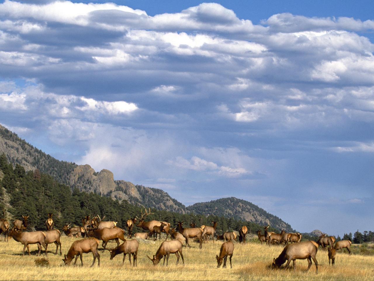 обои Elk Herd, Colorado фото