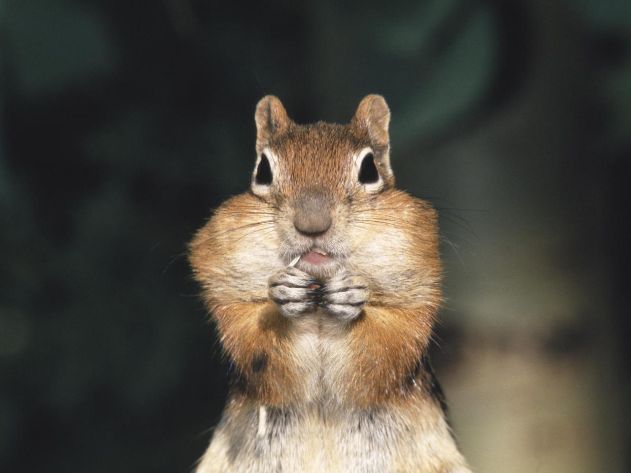 обои Ground Squirrel фото