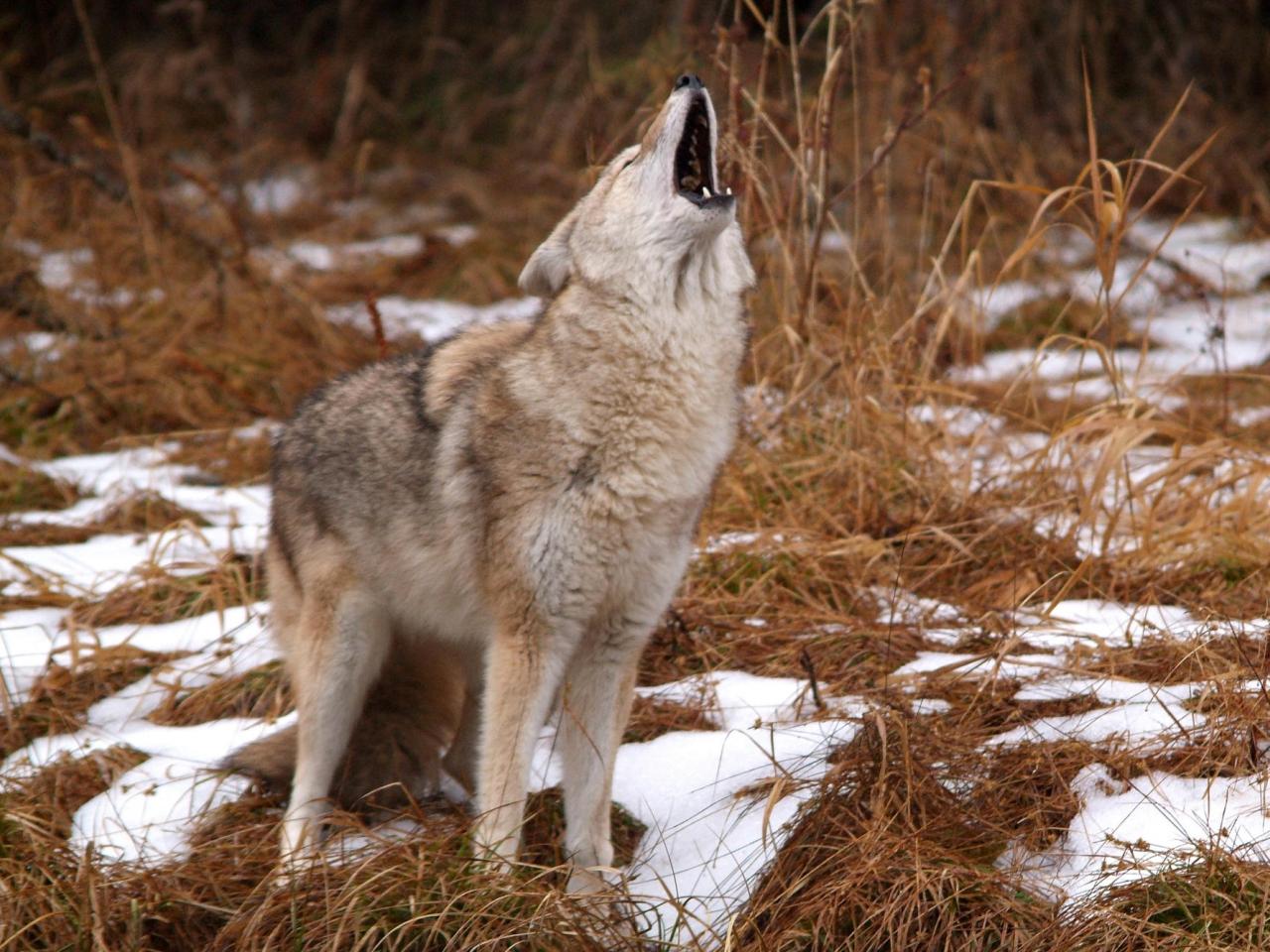 обои Howling Coyote, Montana фото