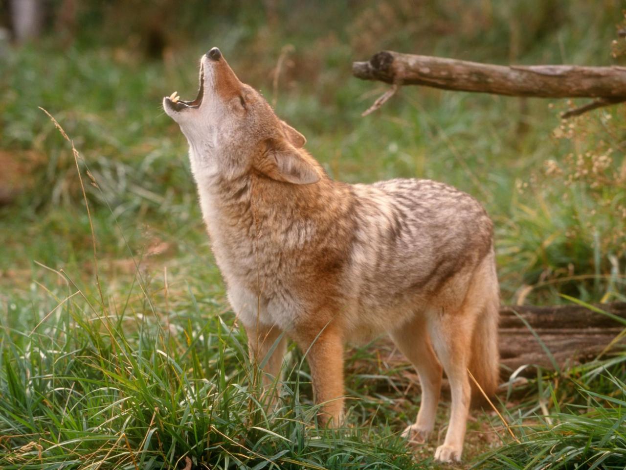 обои Howling Coyote фото