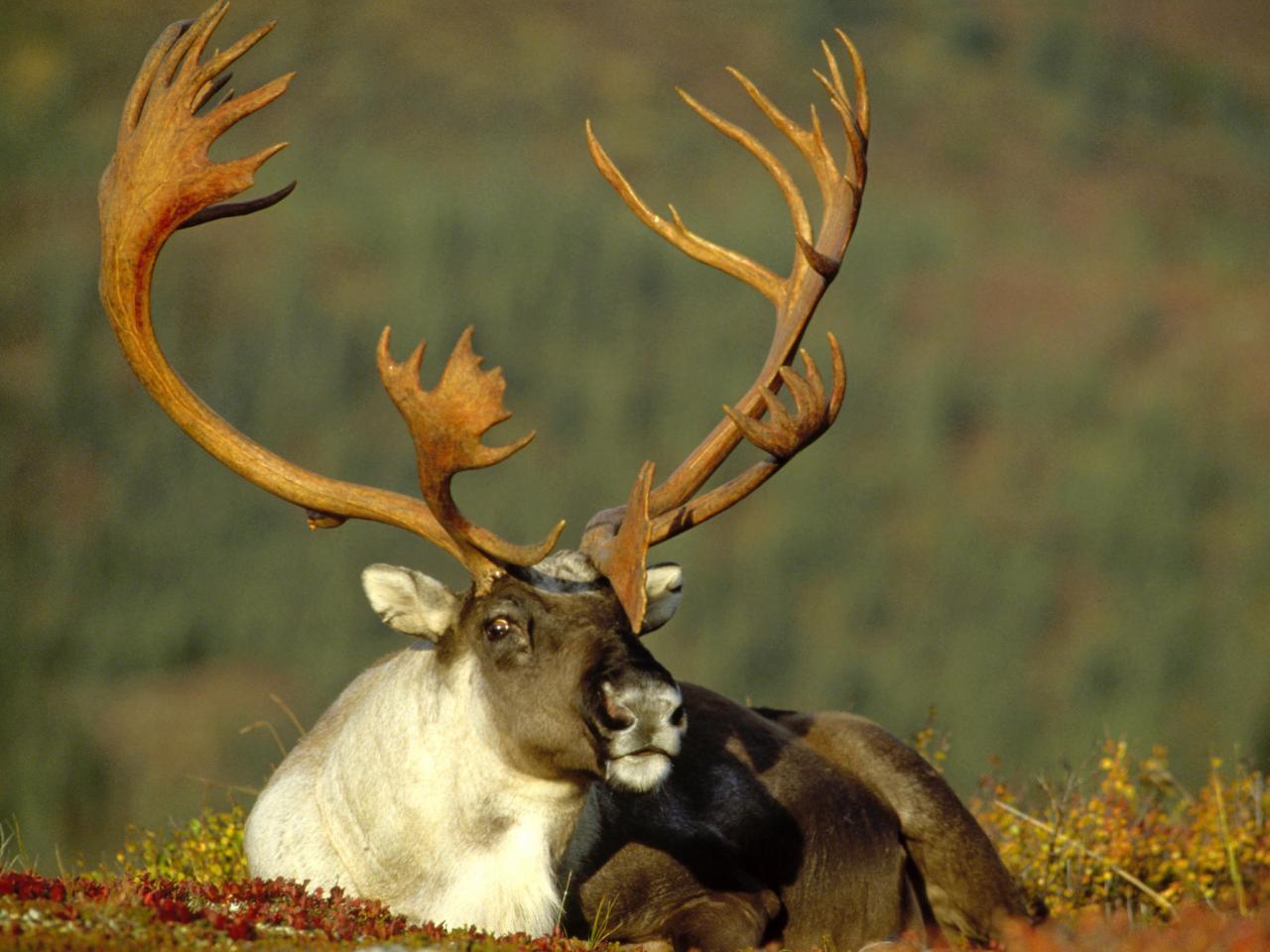 обои Male Caribou, Alaska фото