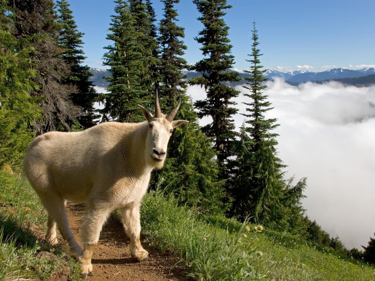 обои Mountain Goat, Klahhane Ridge, Olympic National Park фото