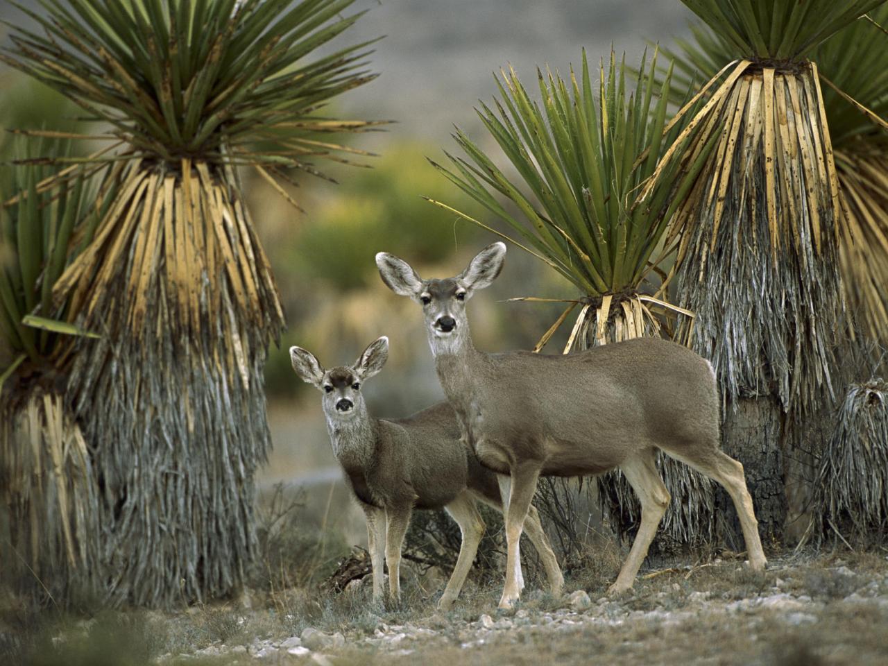 обои Mule Deer Amid Yucca фото