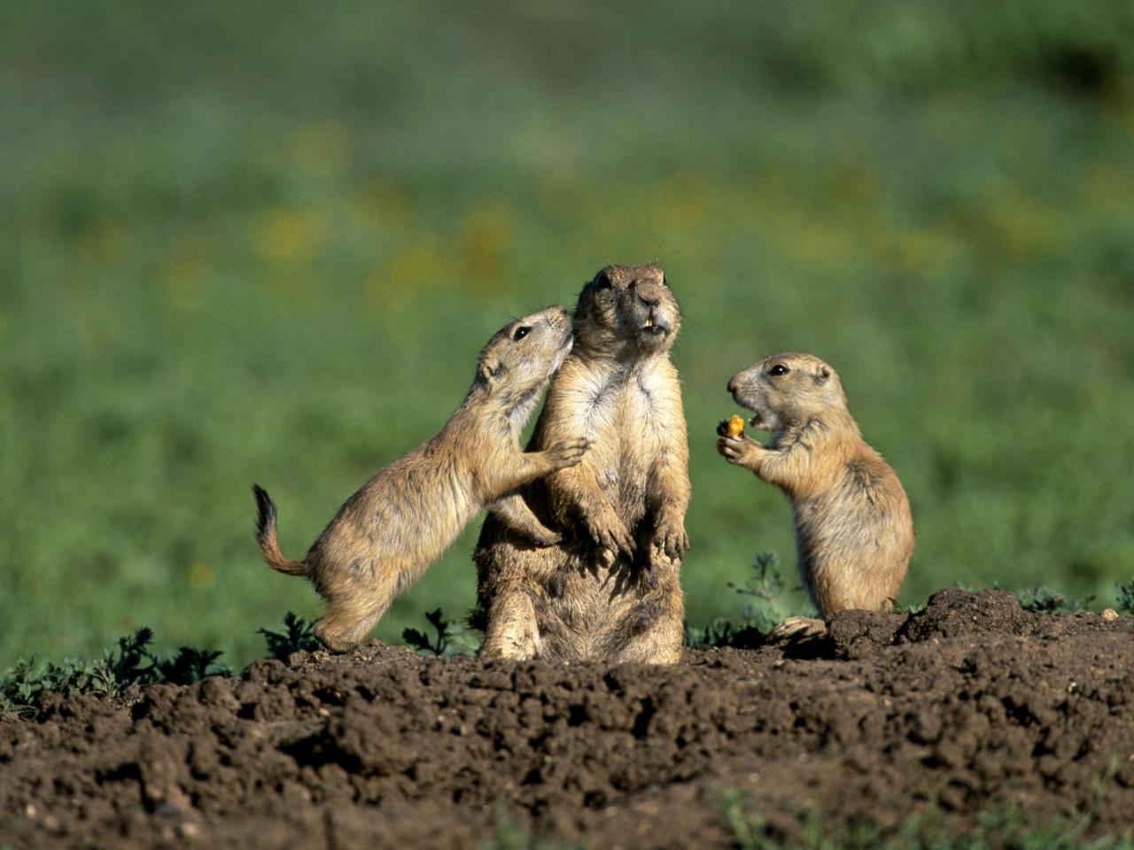 обои Prairie Dog Family фото