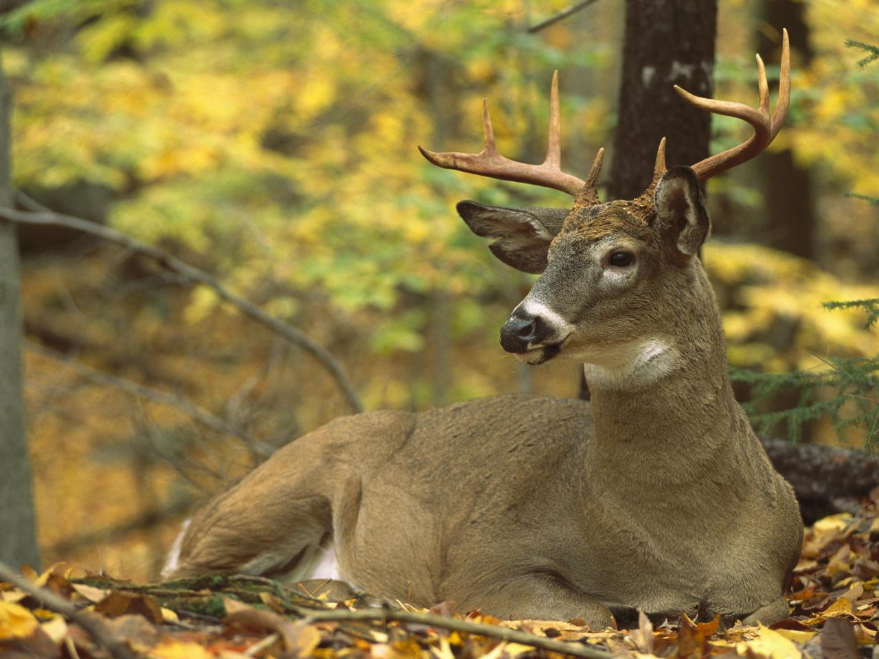 обои White-Tailed Deer Buck фото