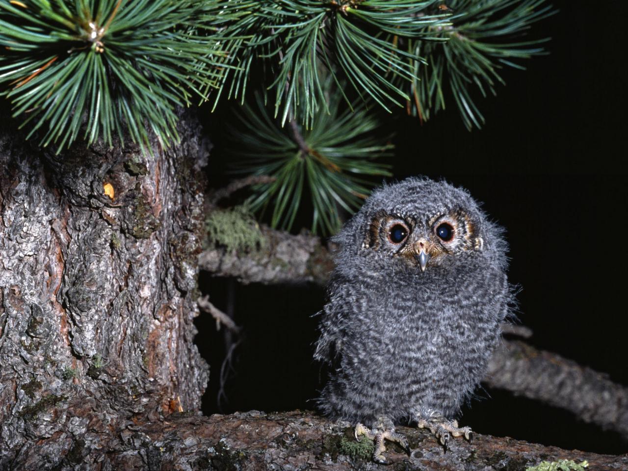 обои Baby Owl фото