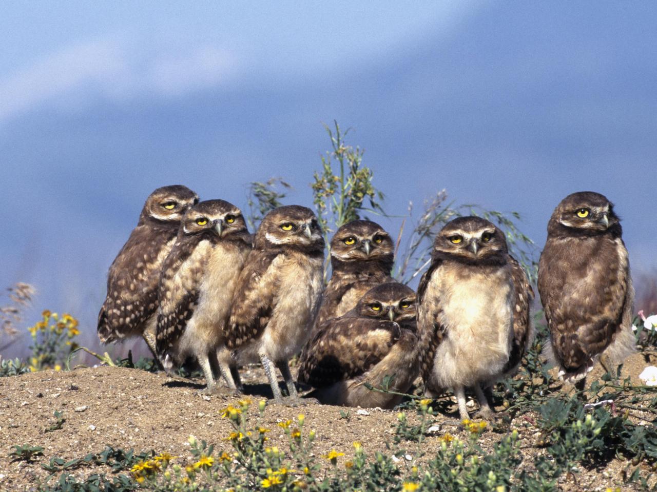 обои Burrowing Owl Babies фото