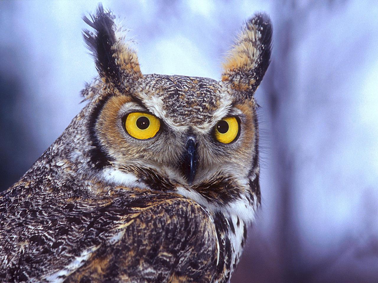 обои Eagle Owl фото