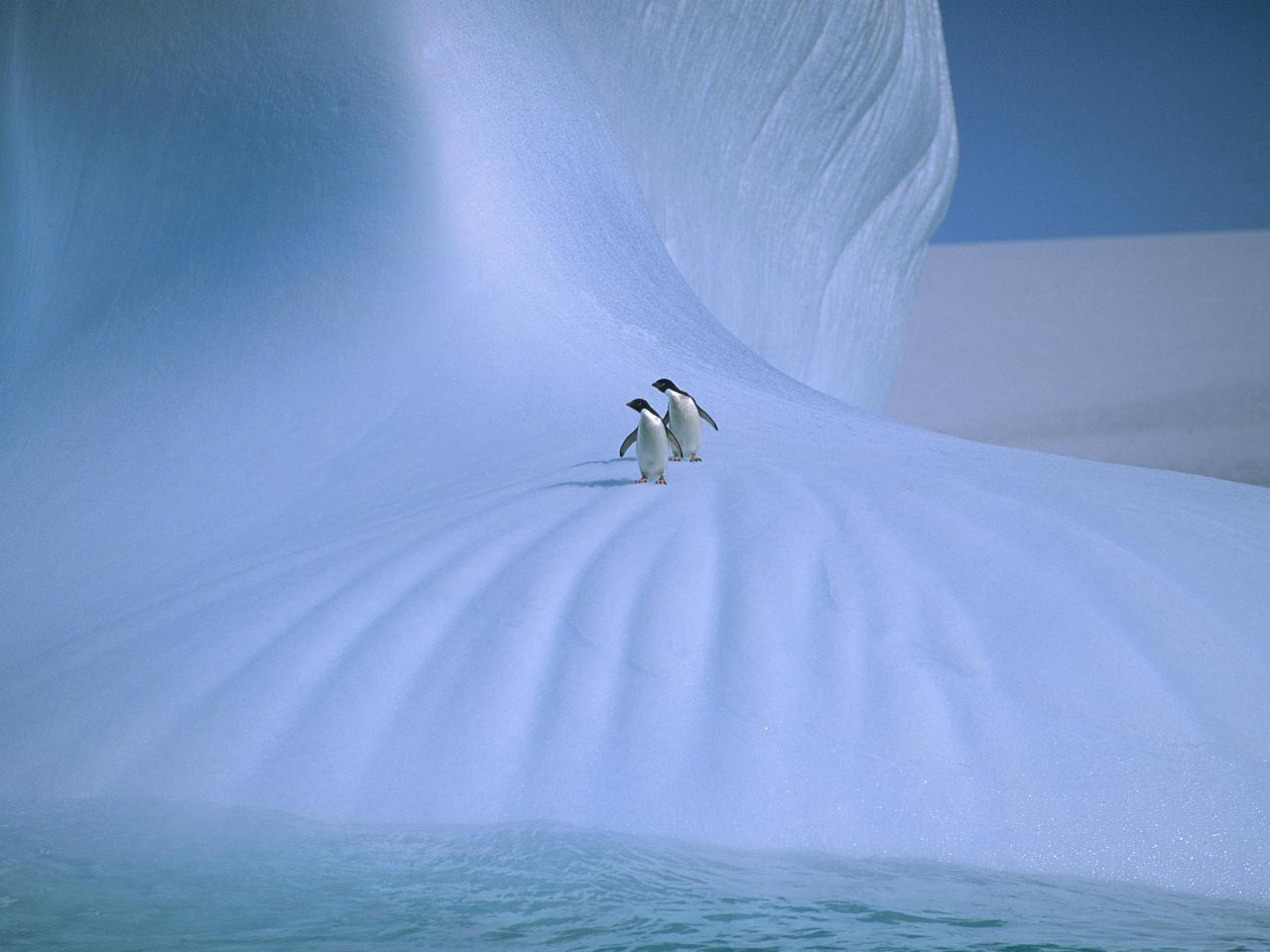 обои Adelie Penguins, Antarctica фото