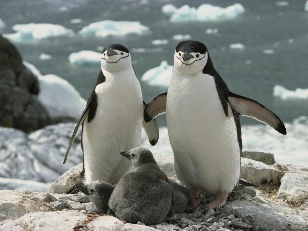 обои Chinstrap Penguin Parents and Chicks, Antarctica фото