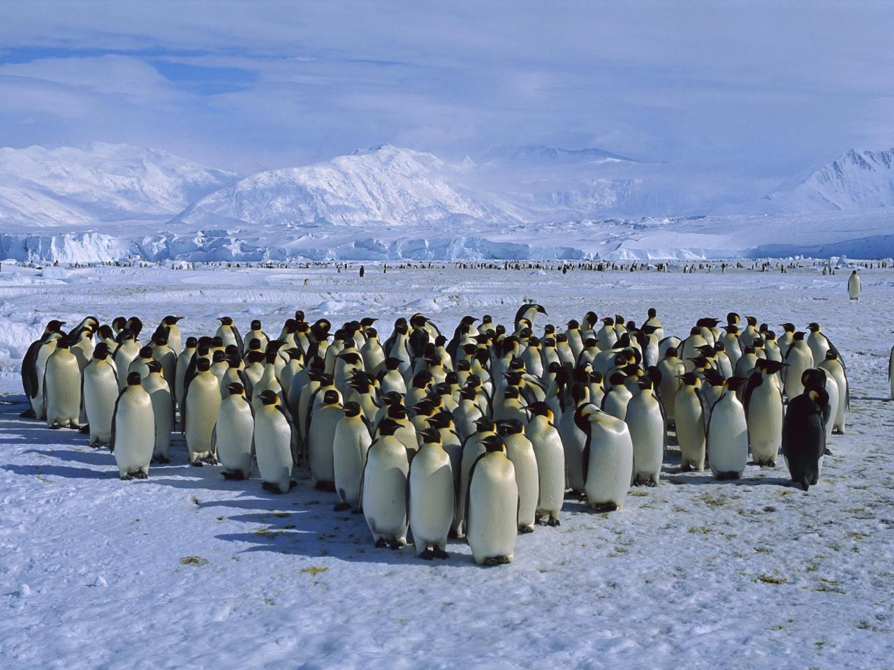 обои Emperor Penguin Colony, Cape Roget, Antarctica фото