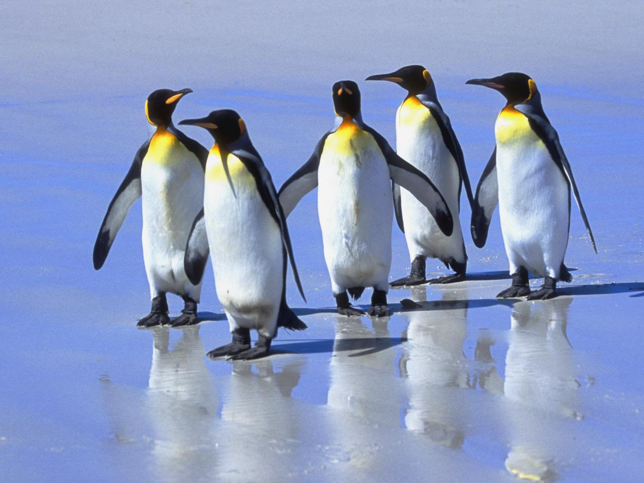 обои Five King Penguins, Falkland Islands фото