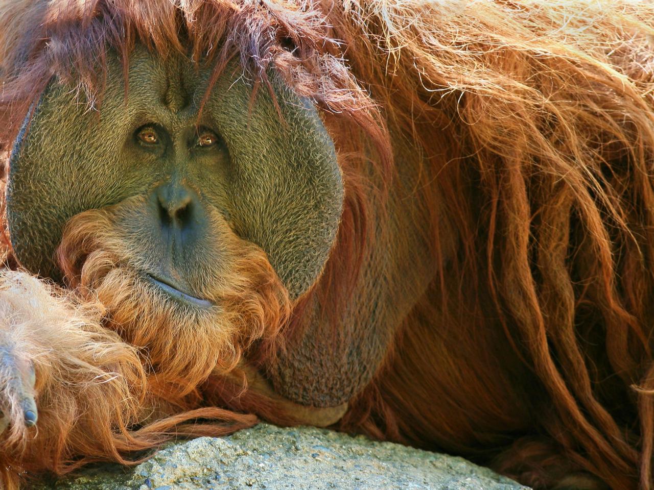 обои An Expressive Orangutan фото