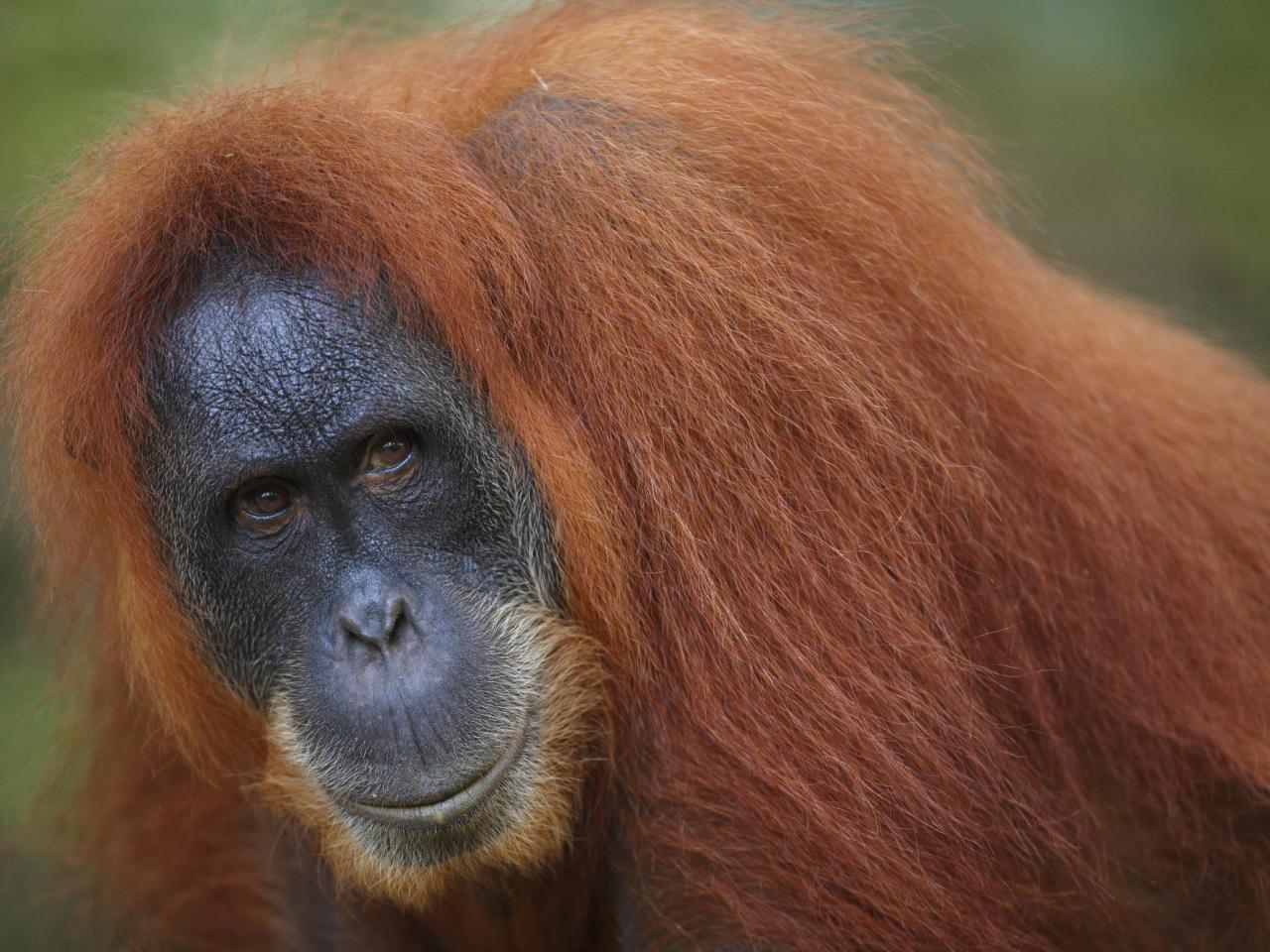 обои Male Orangutan, Borneo Malaysia фото