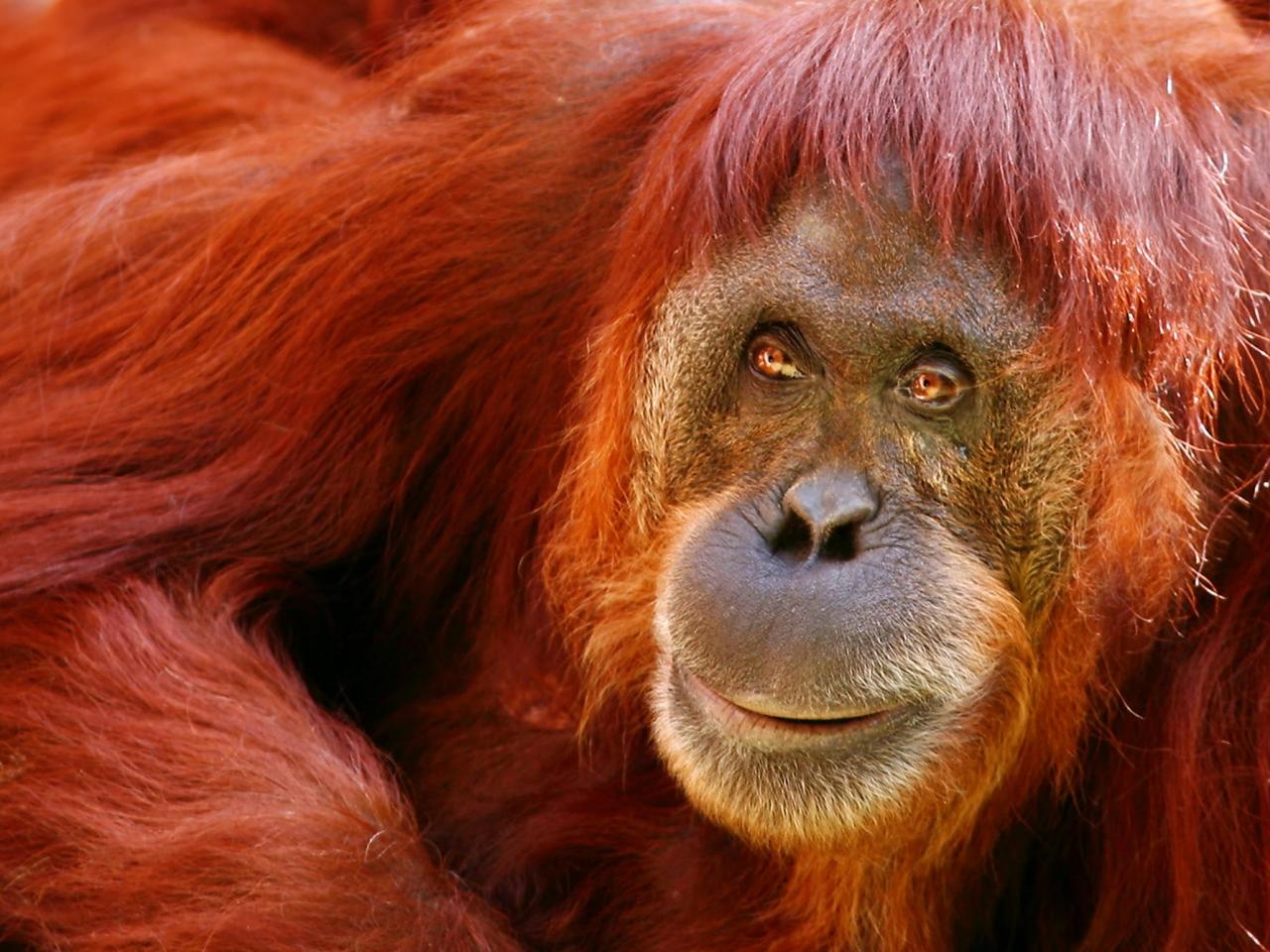 обои Ms. O, The Orangutan фото