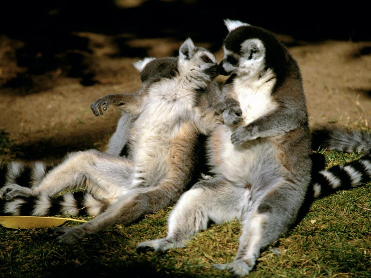 обои Ring-tailed Lemur Love фото