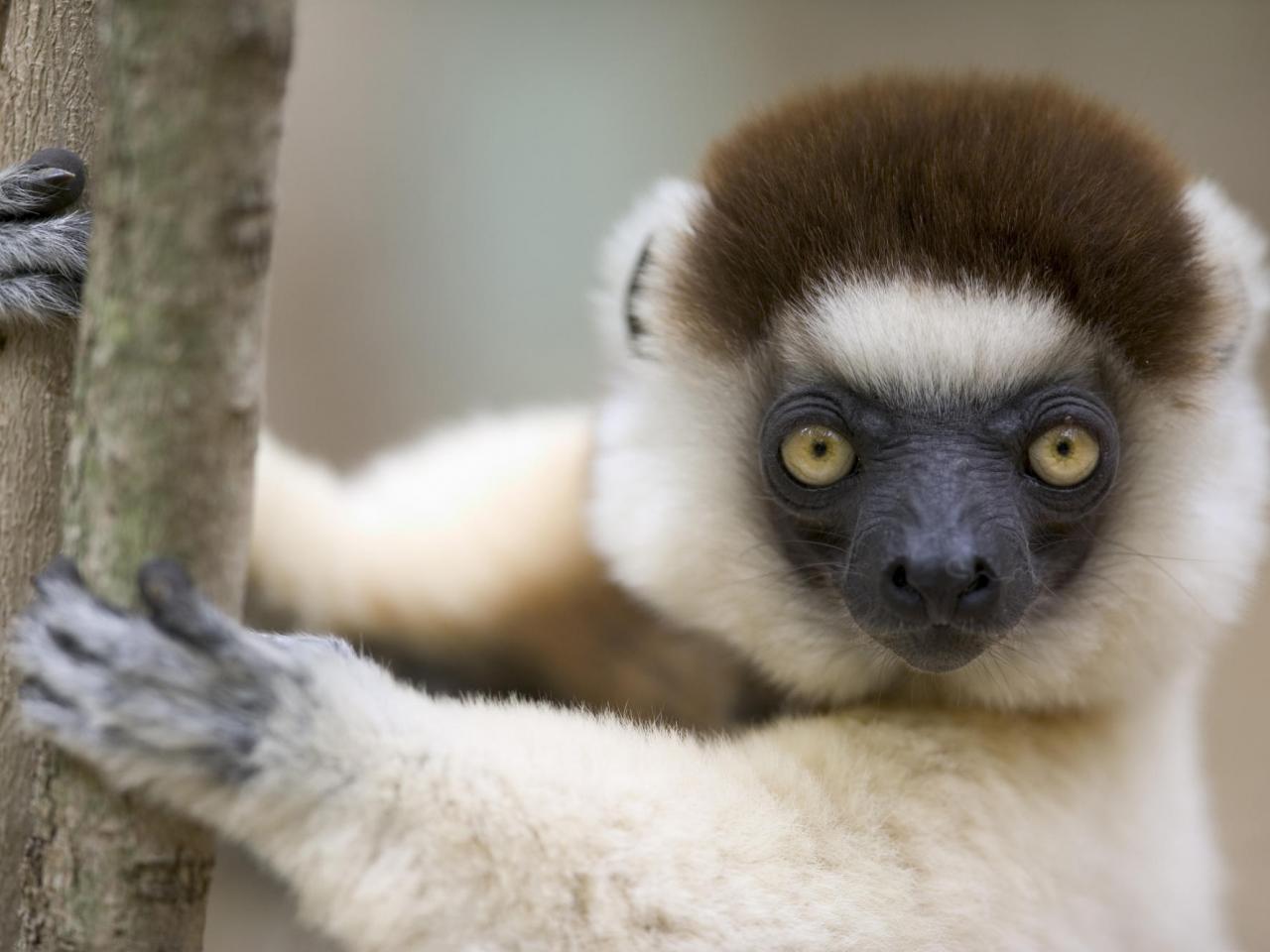 обои Verreaux Sifaka, Berenty Reserve, Madagascar фото