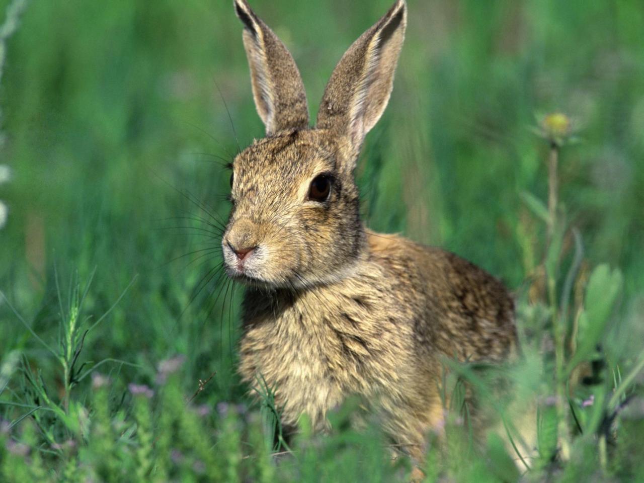 обои Cottontail Rabbit фото