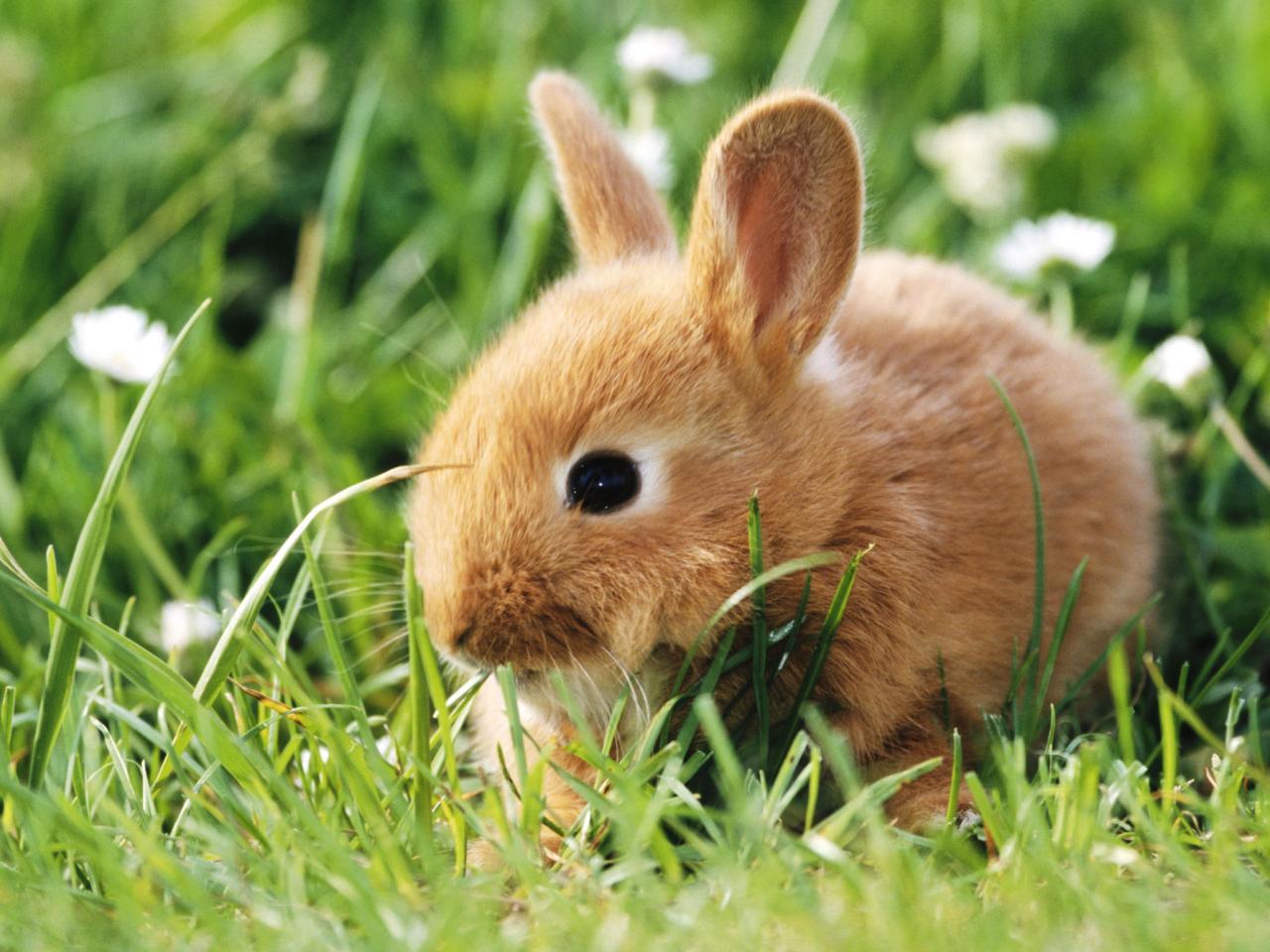 обои Dwarf Rabbit фото