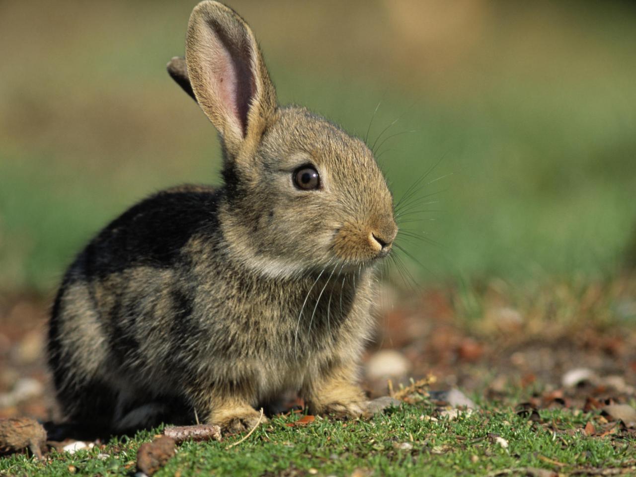 обои European Rabbit фото