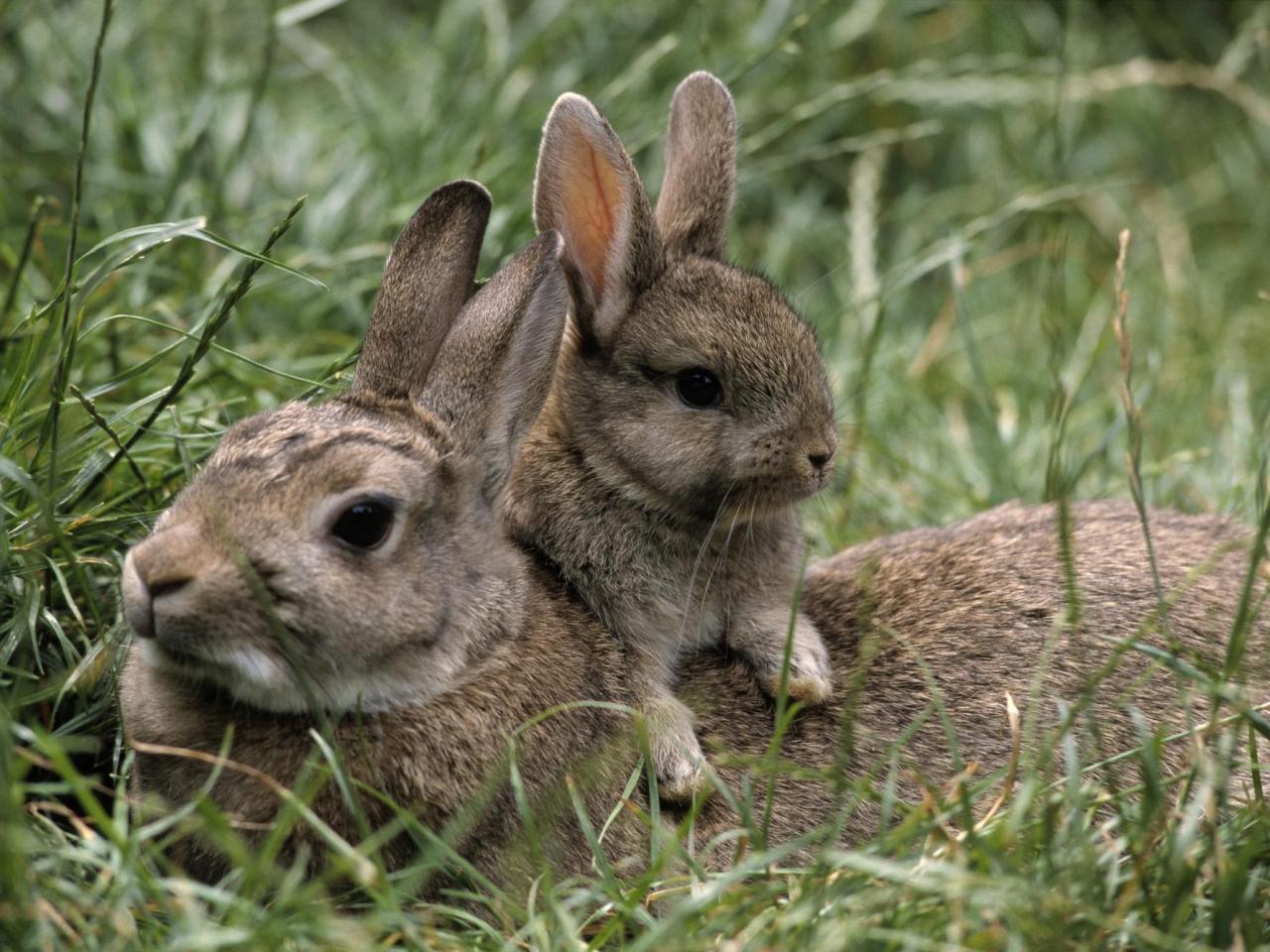 обои Mother and Young, European Rabbits фото