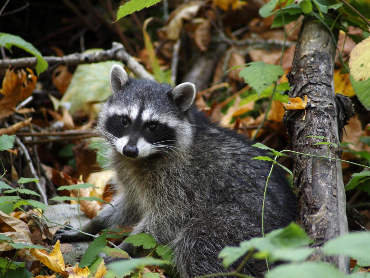 обои Young Raccoon фото