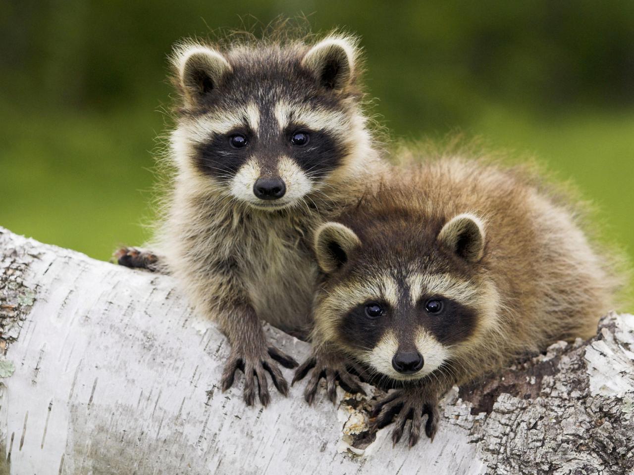 обои Young Raccoons, Minnesota фото