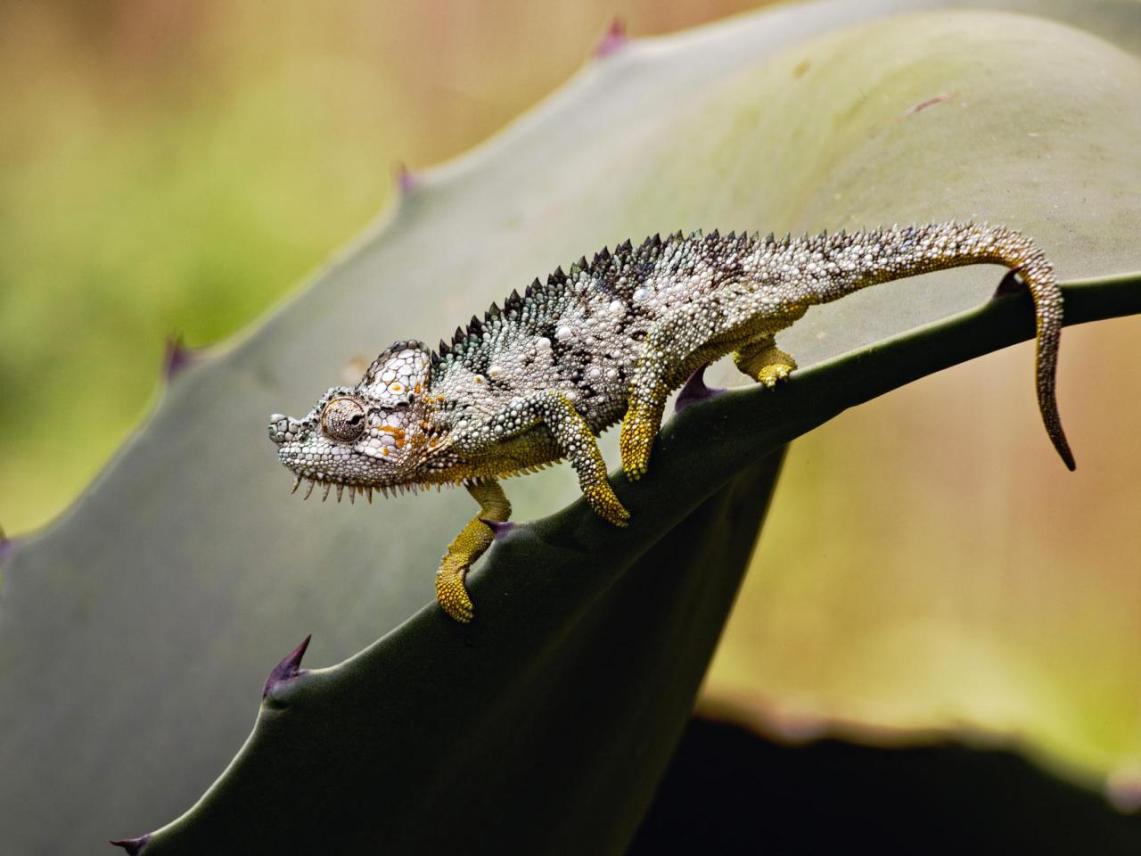 обои Chameleon, Samburu Game Reserve, Kenya фото