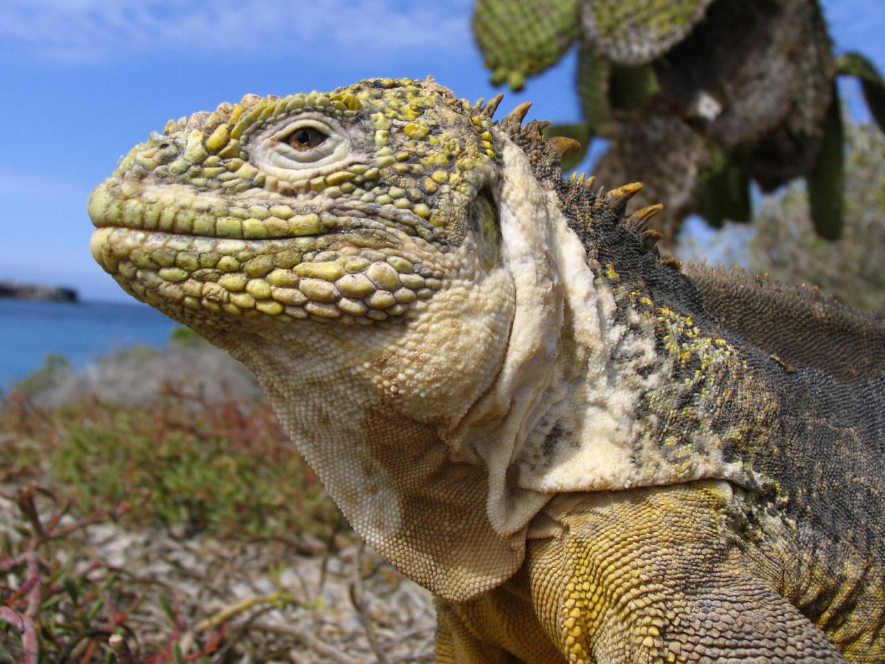 обои Galapagos Land Iguana, Galapagos Islands, Ecuador фото