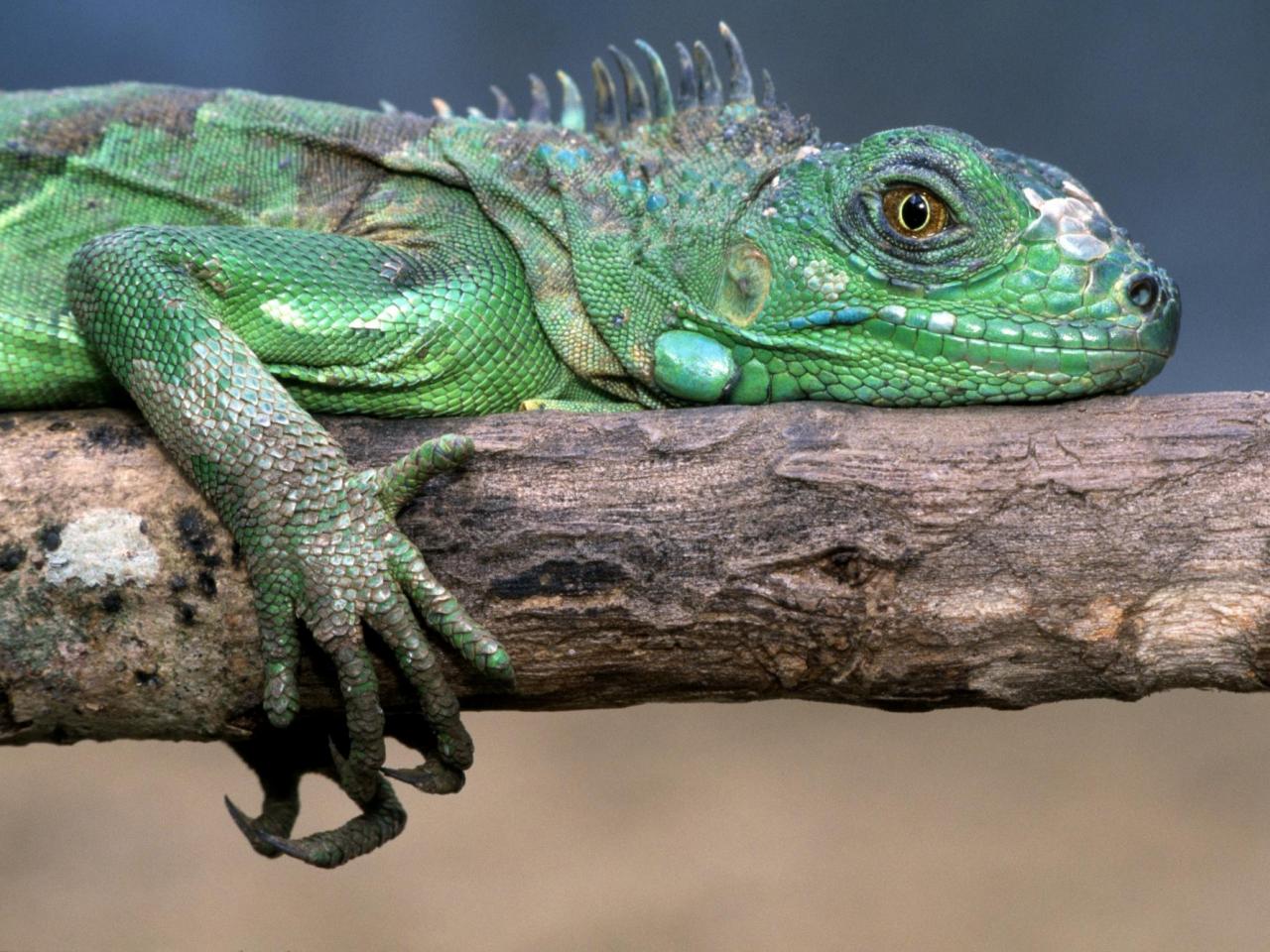 обои Green Iguana фото